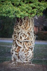 twisted tree trunk