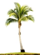 Palm_resize